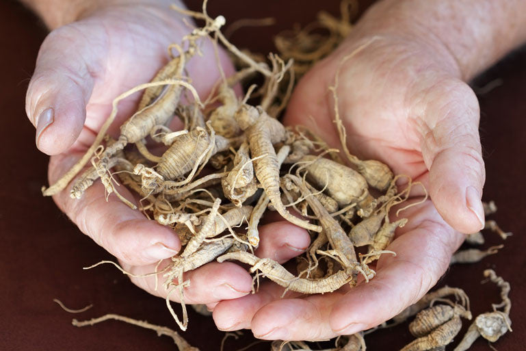 bundle of Ginseng root in mans hands