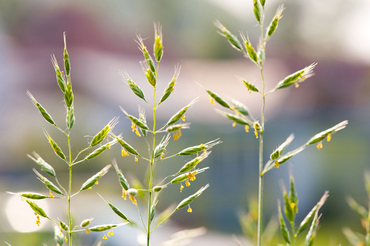 Small plants outside