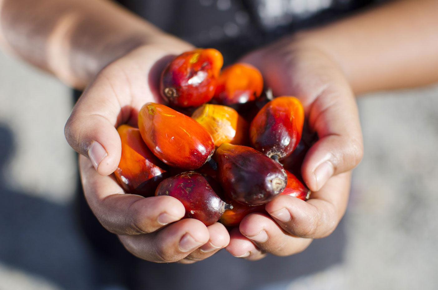 Handful on Palm Oil fruits