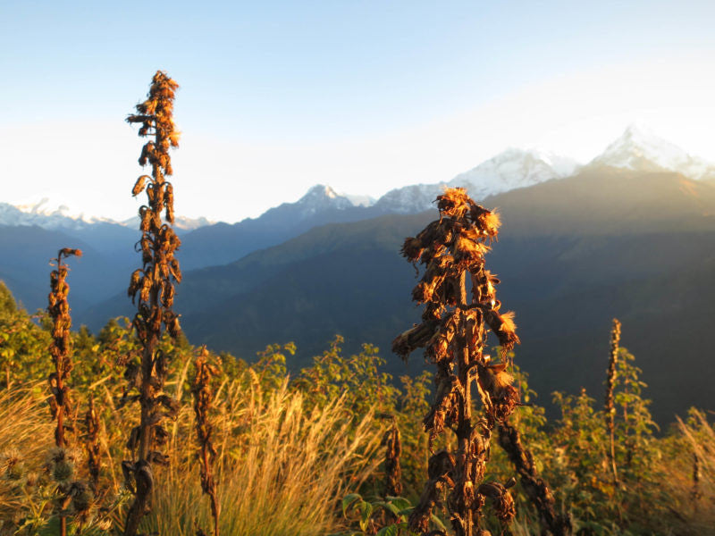 plants and mountains