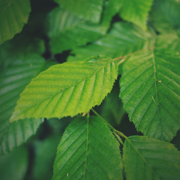 Green leaves