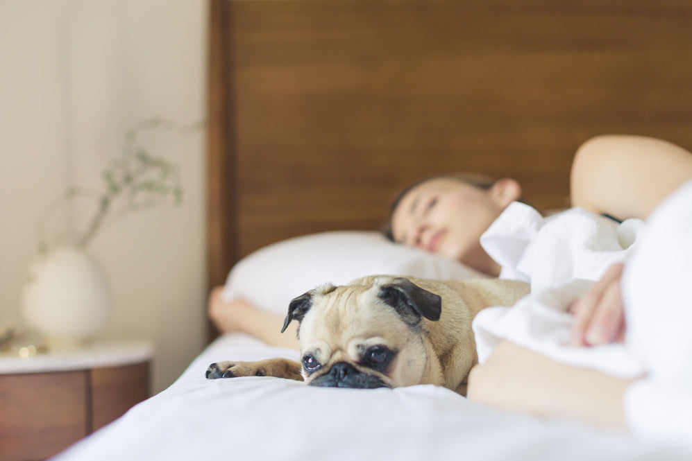 Woman sleeping next to a Pug