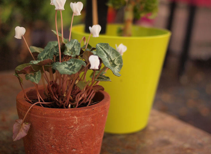 Two pots with plants 