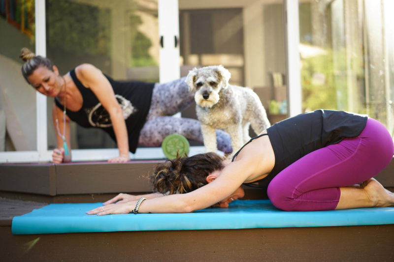 two woman do yoga on a back deck with a dog